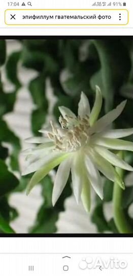 Эпифиллум гватемальский,комнатный цветок