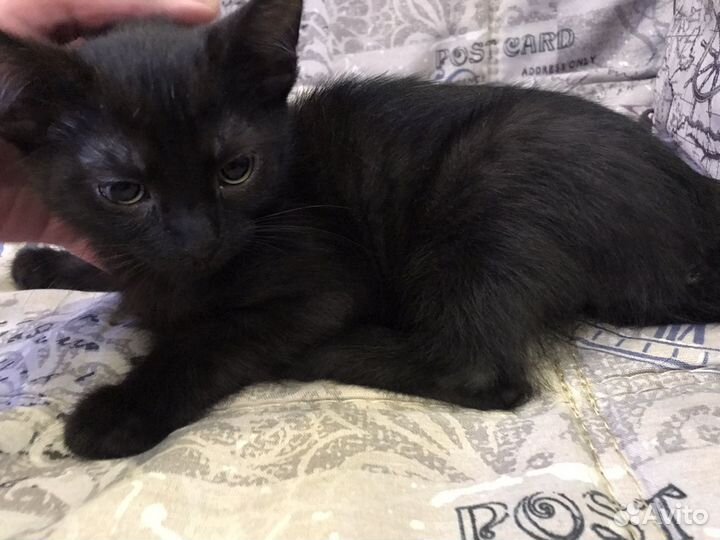 Котенок кошечка в добрые руки