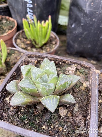 Суккуленты