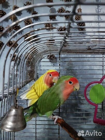 Попугаи неразлучники пара с клеткой