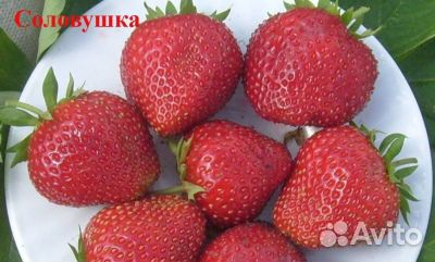 Клубника Соловушка Симфония