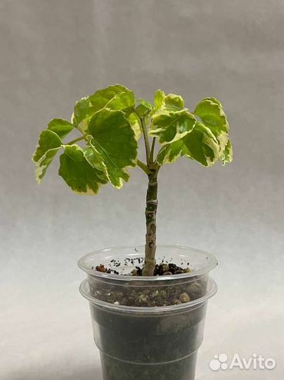 Палисциасы