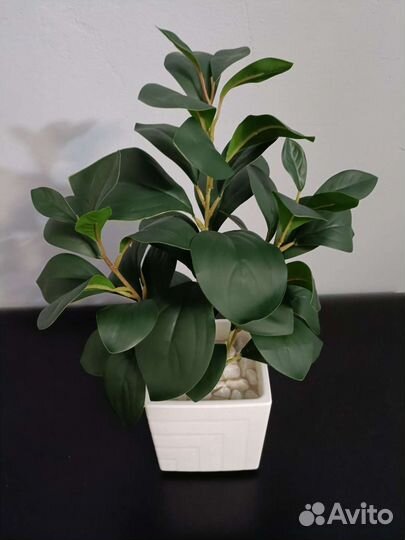 Куст зелени в кашпо