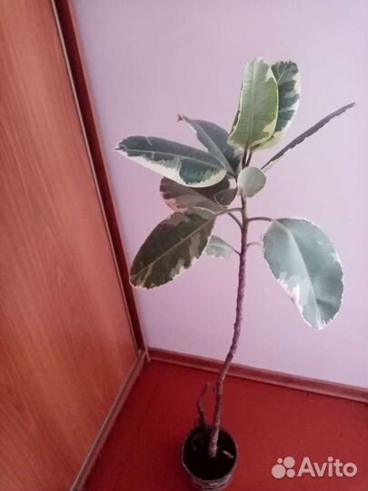 Фикус каучуконосный вариегатный