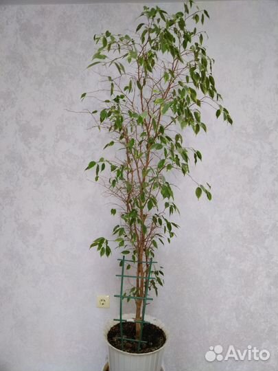 Фикус Бенджамина 1,5 метра