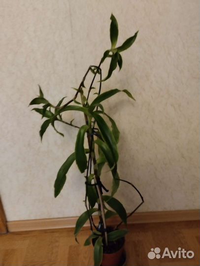 Растение золотой ус