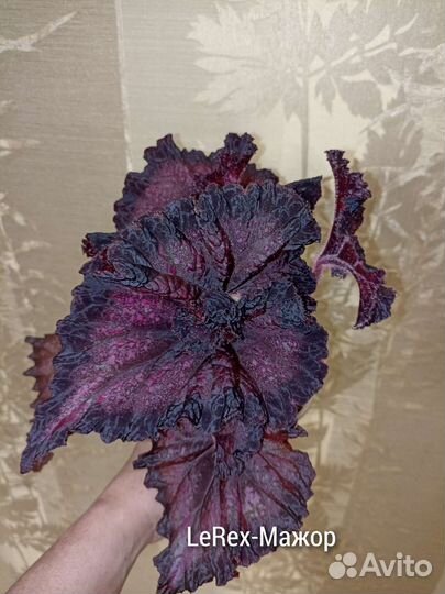 Бегонии декоративно-лиственные LeRex