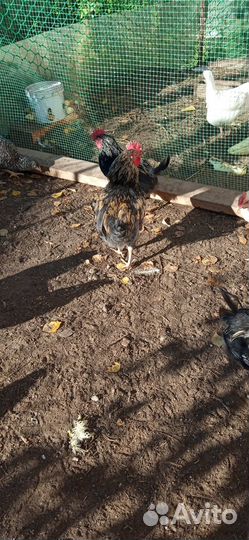 Петухи
