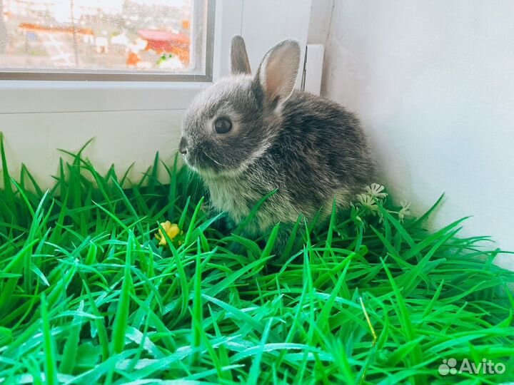 Карликовый кролик - Вислоухий мини
