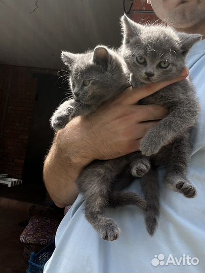 Британские котята