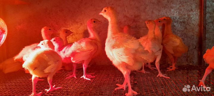 Цыплята суточные