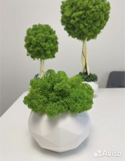 Стабилизированный мох кашпо