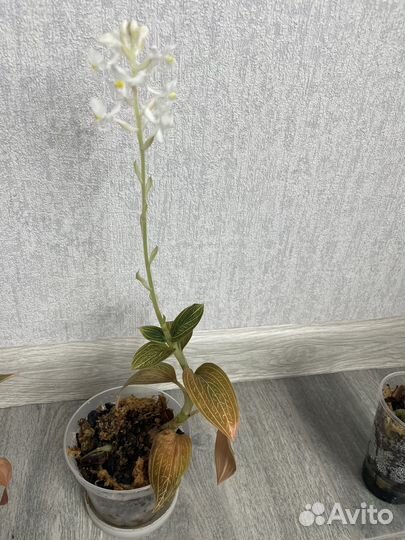 Орхидея Лудизия