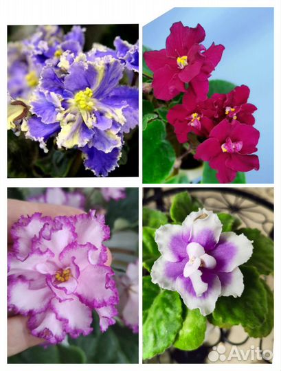 Фиалки цветущие,черенки, листики, детки