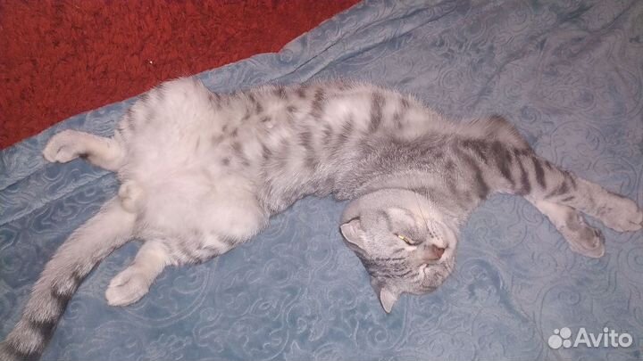 Кот на вязку Шотландец