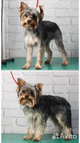 Груминг, стрижка собак: йорк, шпиц, пудель и др