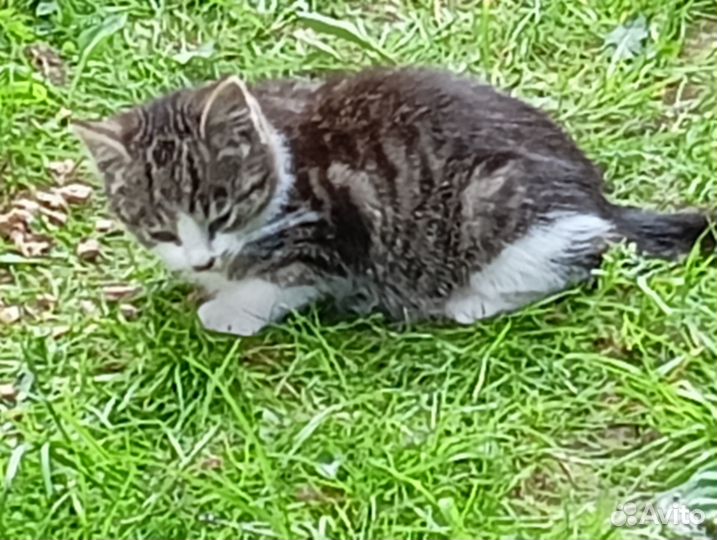 Котята в добрые руки даром