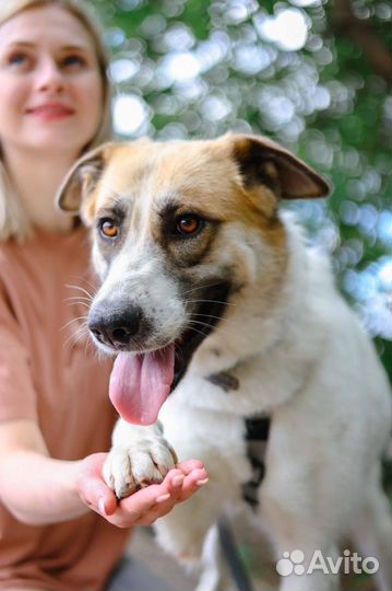 Приходи в приют за другом