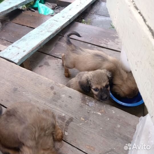 Маленькая собака в добрые руки отдам бесплатно