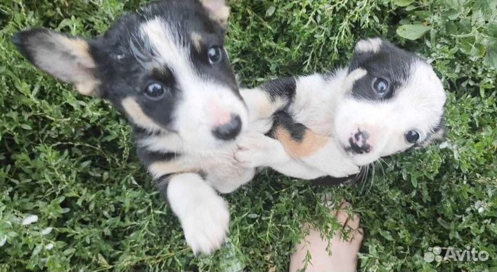 Щенки от малютки мамы