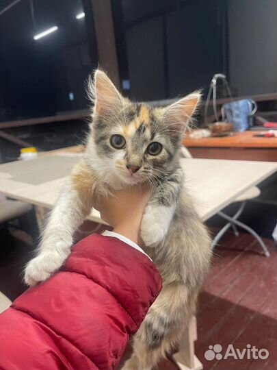 Отдам кота в добрые руки