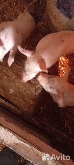 Поросята ландрас /петрен
