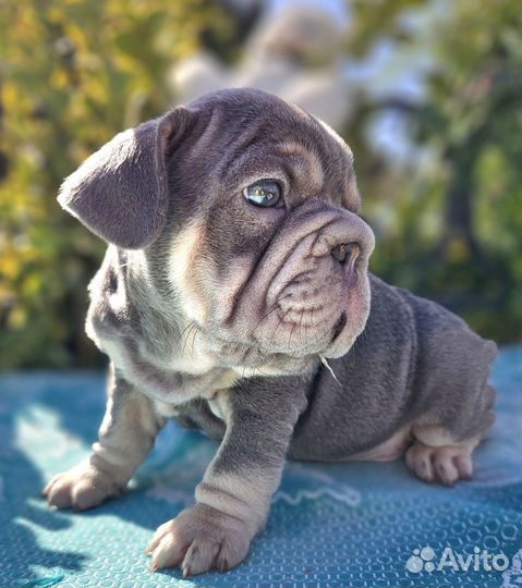 Лиловый бигроп