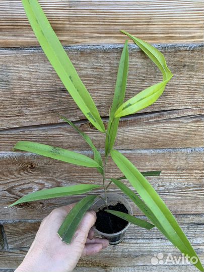 Фикусы разные