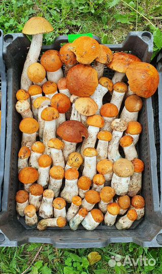 Грибы свежие