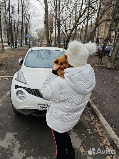 Тикап пудель девочка Тедди