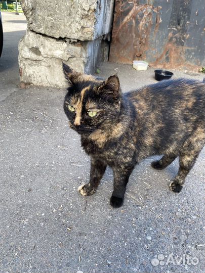 Кошка ласковая в дар