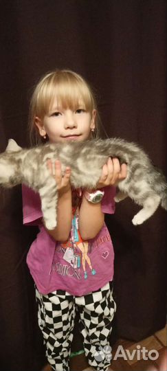 Британские котята