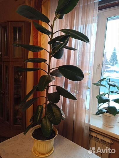 Фикус каучуконосный