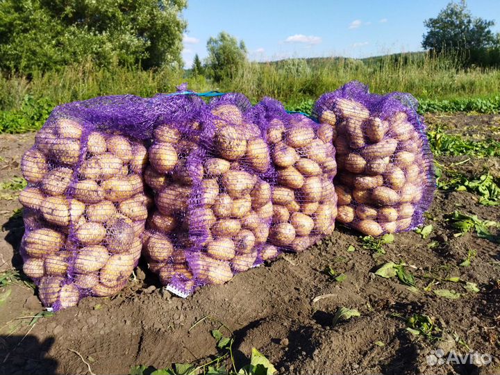 Картофель новый урожай