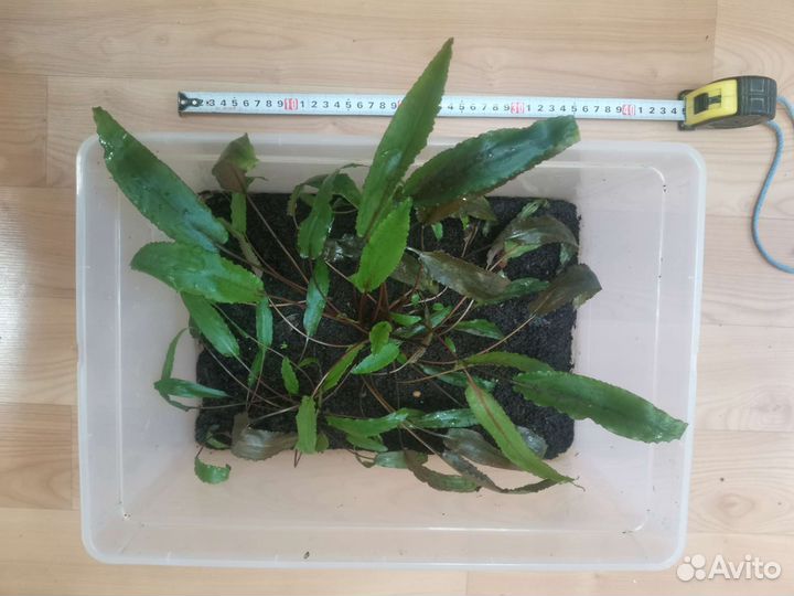 Пистия, Гигрофила, Криптокорина