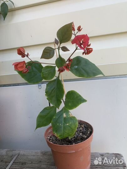 Бугенвиллия цветущая