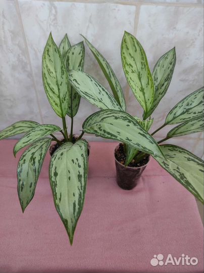 Фикус Эластика Тинеке, аглаонема