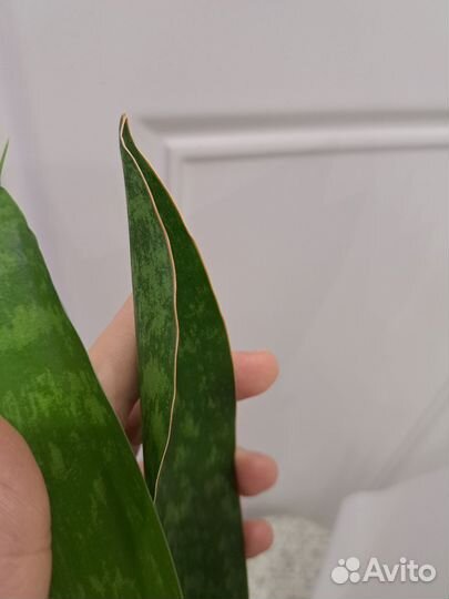 Сансевиерия Aubrytiana Dragon
