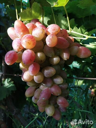 Саженцы винограда, свои