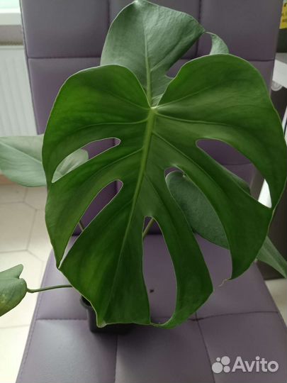 Цветы комнатные