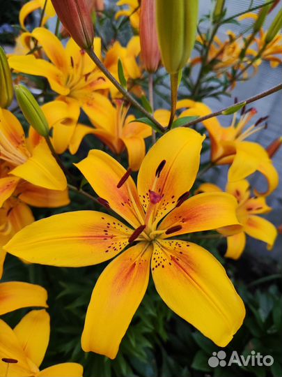 Лилии. Букет под заказ