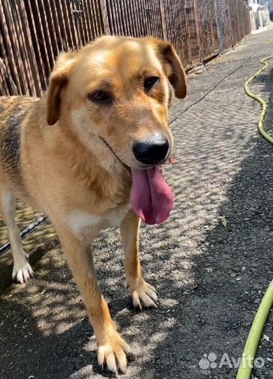 Метис русской гончей