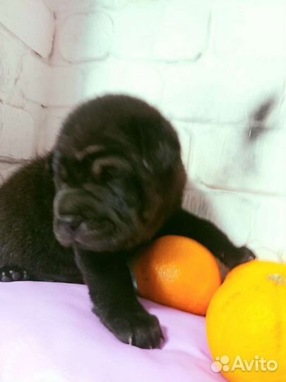 Щенки шарпея