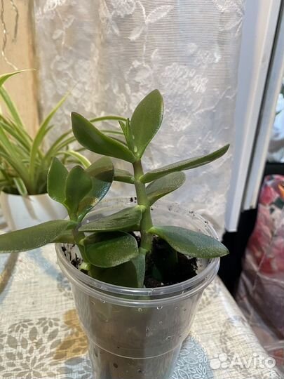 Толстянка или денежное дерево