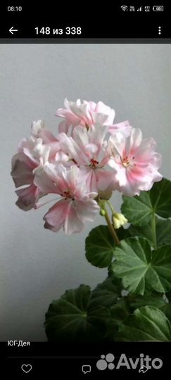 Пеларгония герань