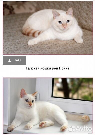 Котята тайские