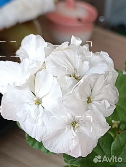 Герань до 10 октября