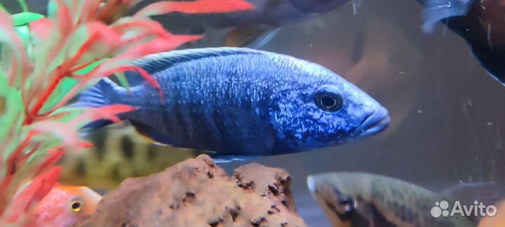 Аквариумные рыбки