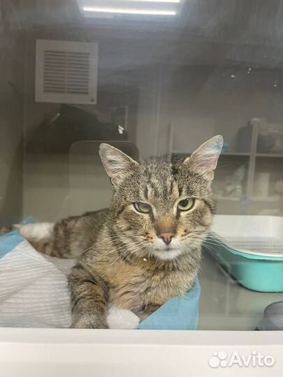 Котик ищет семью