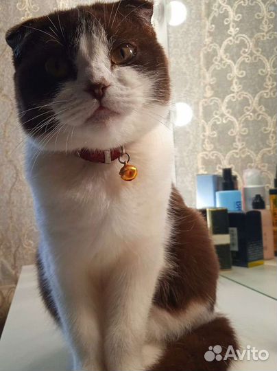 Скотиш фолд